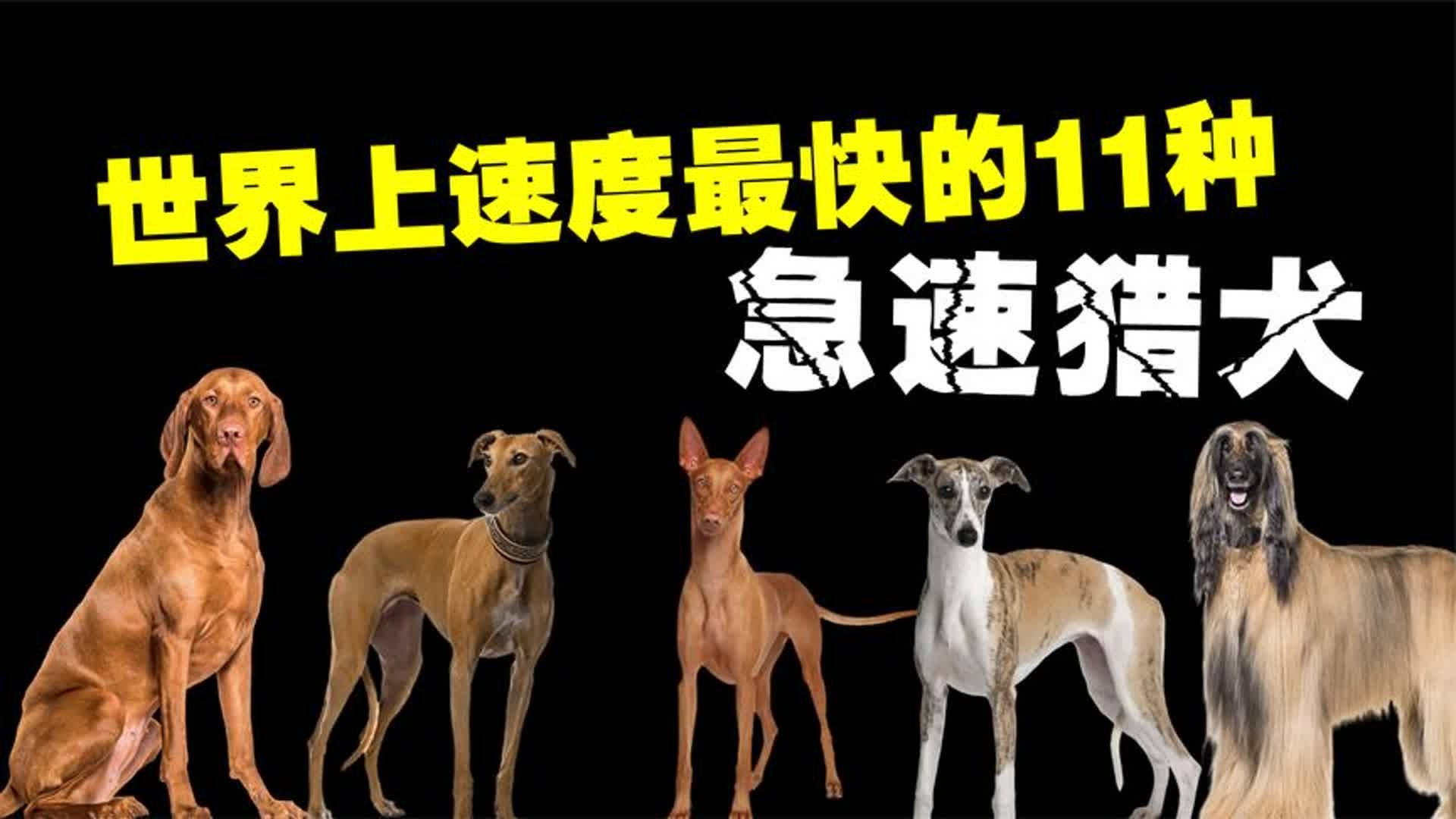 世界纪录再次被刷新，刷新速度之快令人惊叹的简单介绍